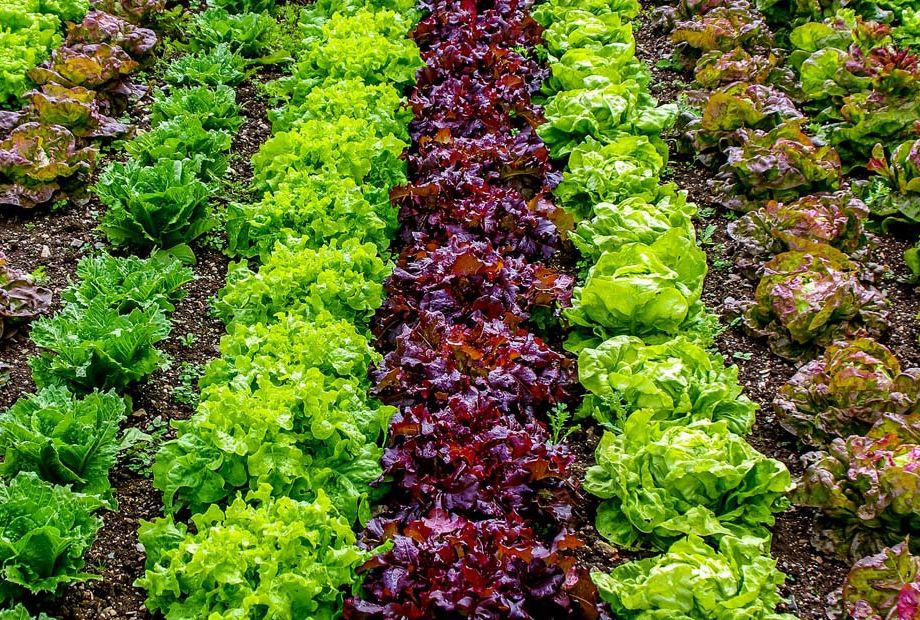 ΚΑΛΛΙΕΡΓΕΙΕΣ